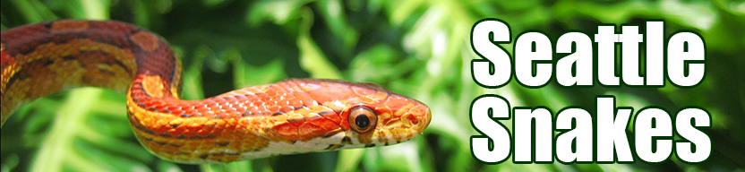 Seattle snake